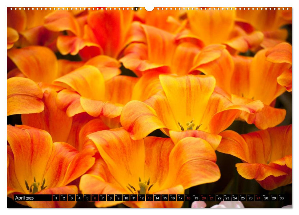 Tulpen (CALVENDO Wandkalender 2025)