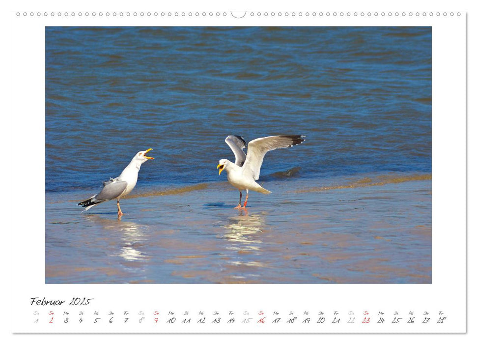 Nordsee - einfach Meer (CALVENDO Wandkalender 2025)