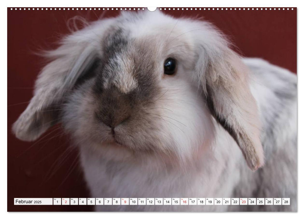 Kaninchen und Hasen (CALVENDO Wandkalender 2025)