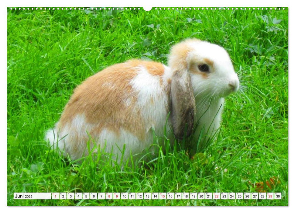 Kaninchen und Hasen (CALVENDO Wandkalender 2025)