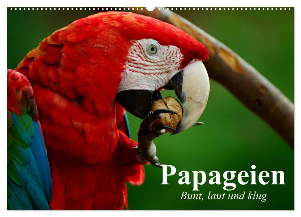 Papageien. Bunt, laut und klug (CALVENDO Wandkalender 2025)