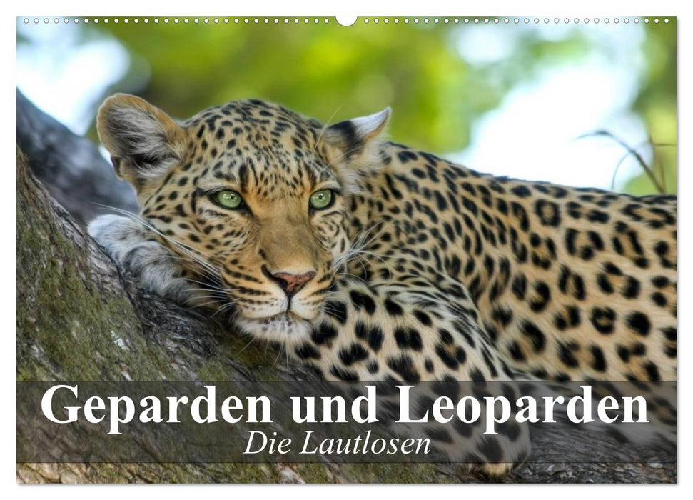 Die Lautlosen. Geparden und Leoparden (CALVENDO Wandkalender 2025)