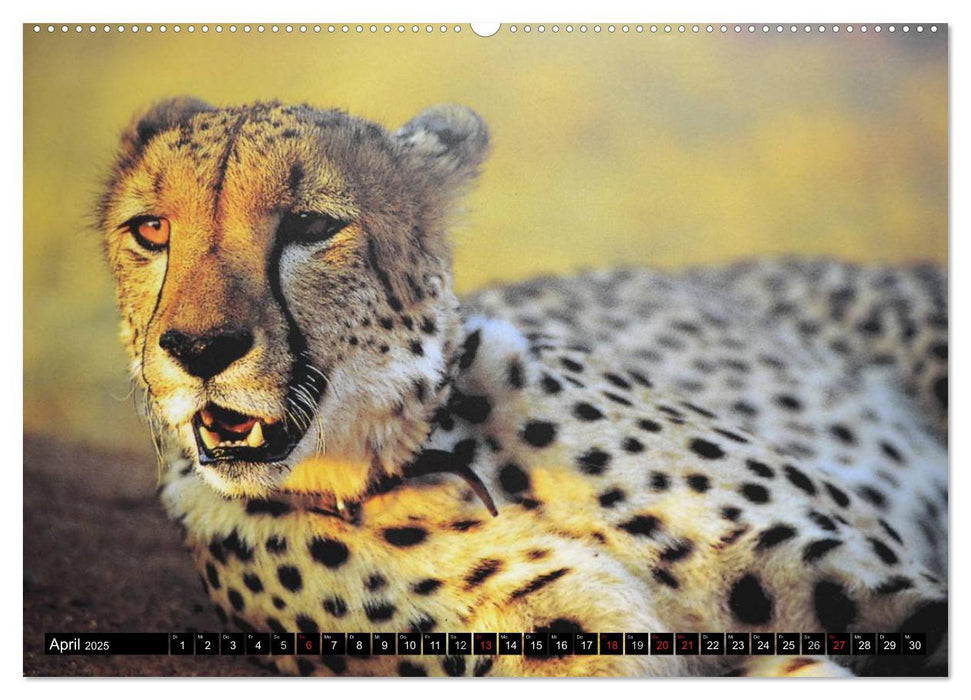 Die Lautlosen. Geparden und Leoparden (CALVENDO Wandkalender 2025)