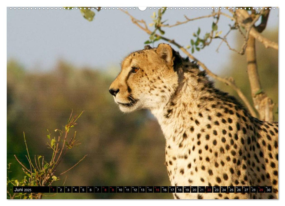 Die Lautlosen. Geparden und Leoparden (CALVENDO Wandkalender 2025)