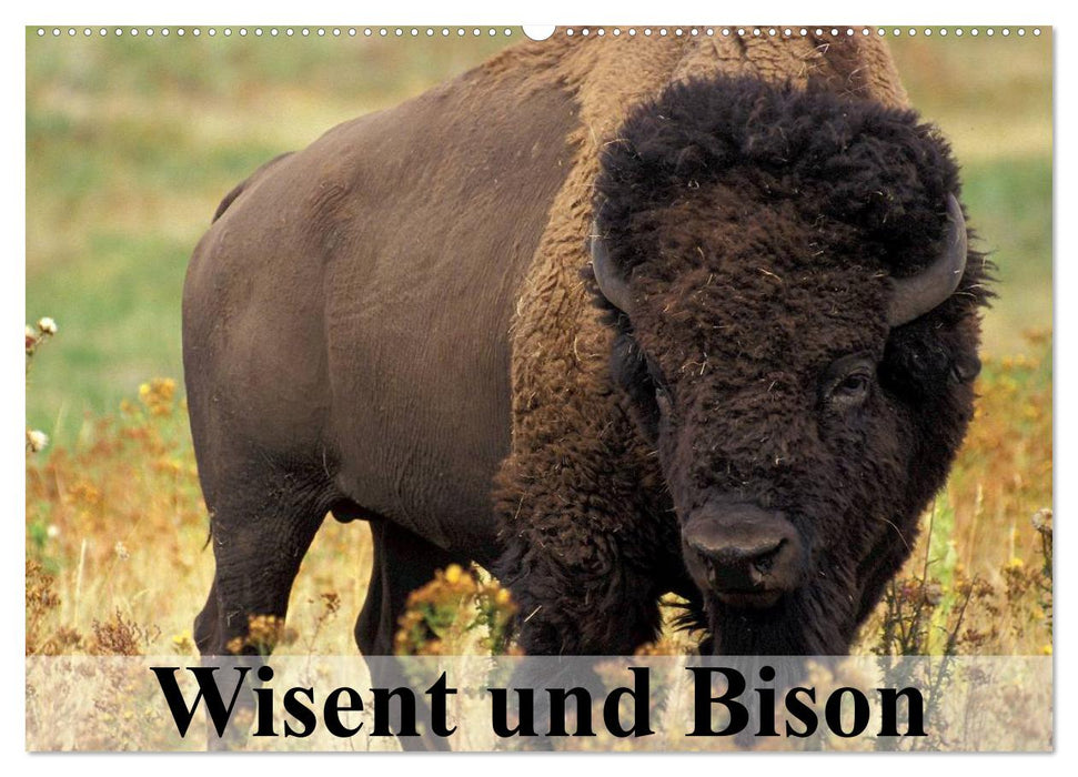 Wisent und Bison (CALVENDO Wandkalender 2025)