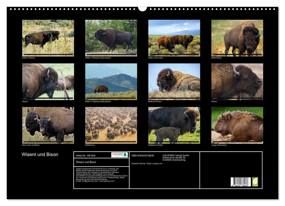 Wisent und Bison (CALVENDO Wandkalender 2025)