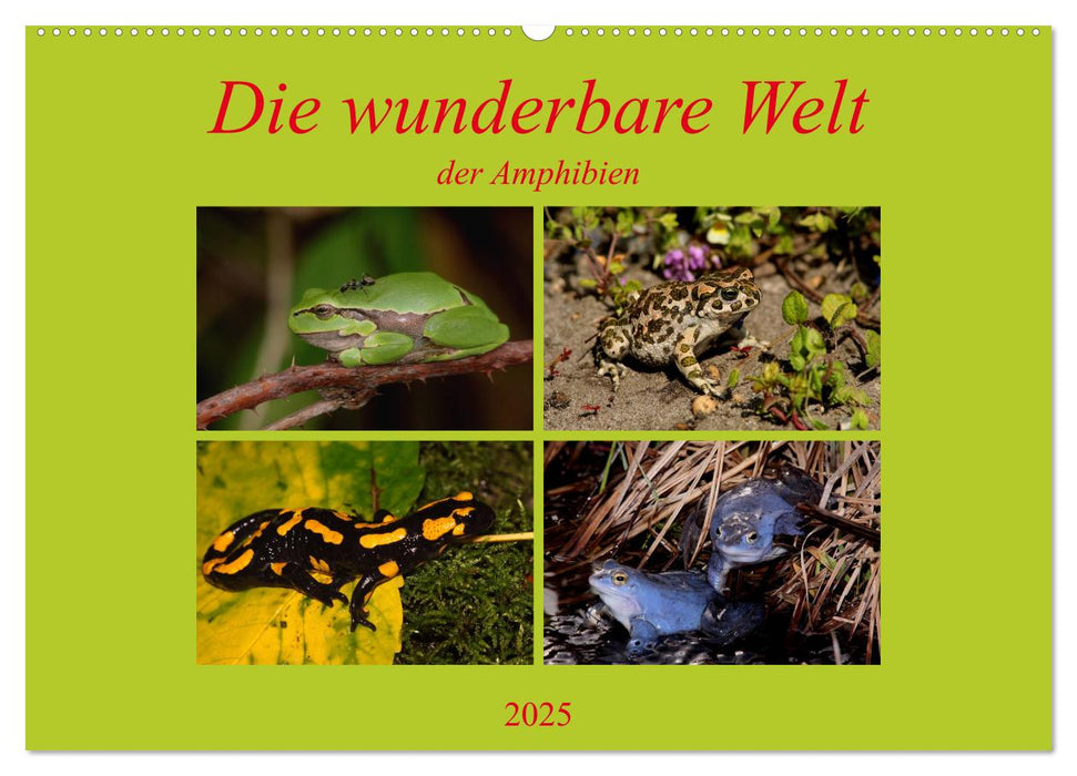 Die wunderbare Welt der Amphibien (CALVENDO Wandkalender 2025)