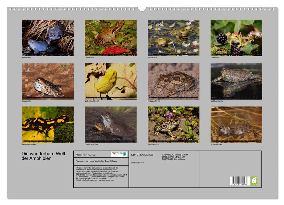 Die wunderbare Welt der Amphibien (CALVENDO Wandkalender 2025)