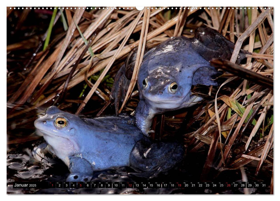 Die wunderbare Welt der Amphibien (CALVENDO Wandkalender 2025)