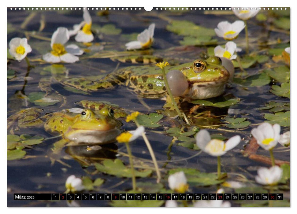 Die wunderbare Welt der Amphibien (CALVENDO Wandkalender 2025)