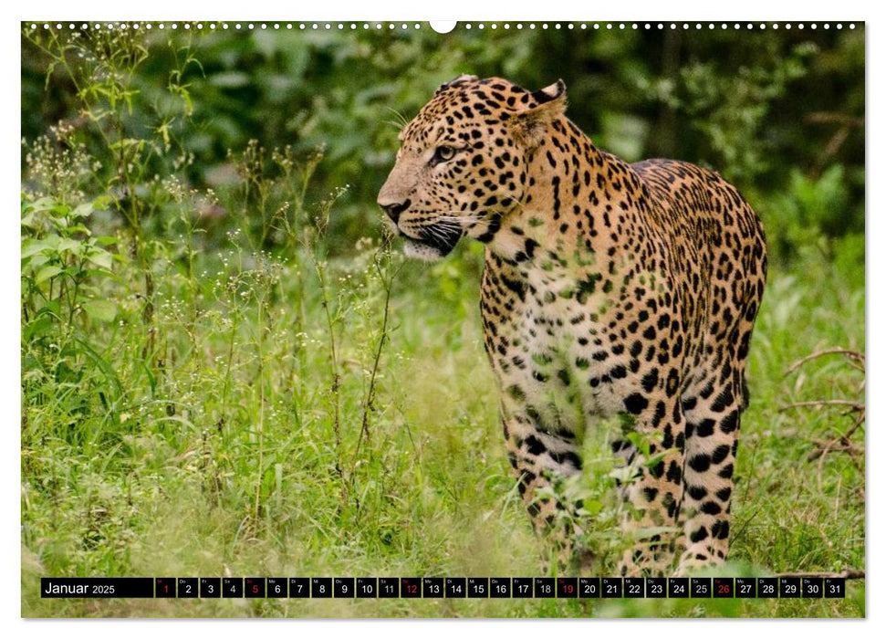 Die Lautlosen. Geparden und Leoparden (CALVENDO Premium Wandkalender 2025)