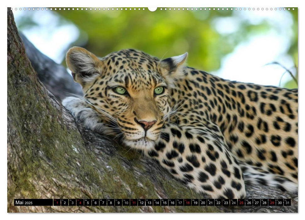 Die Lautlosen. Geparden und Leoparden (CALVENDO Premium Wandkalender 2025)