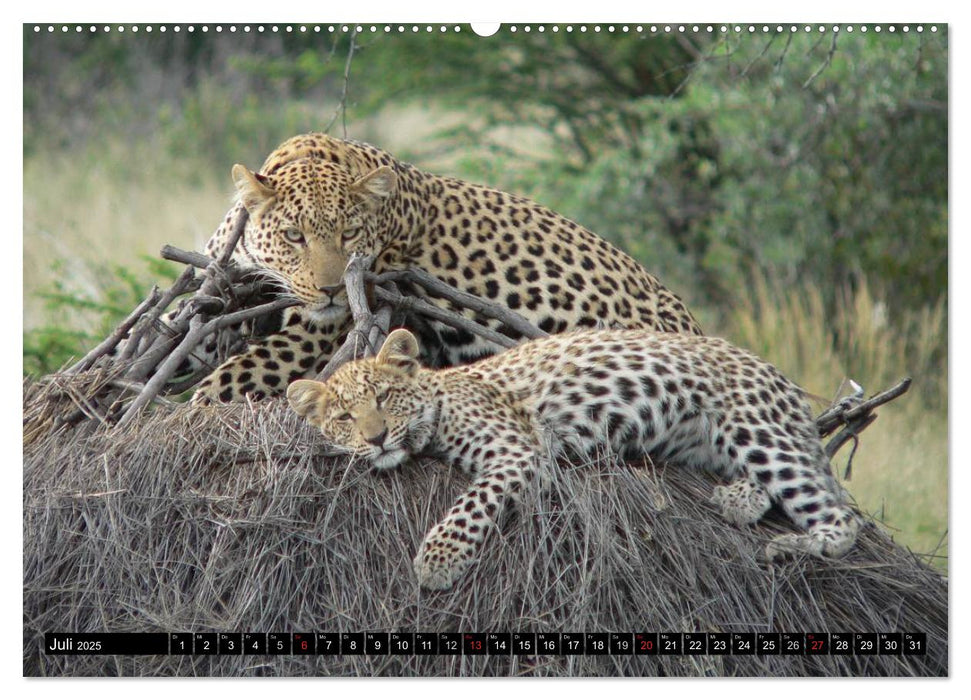 Die Lautlosen. Geparden und Leoparden (CALVENDO Premium Wandkalender 2025)