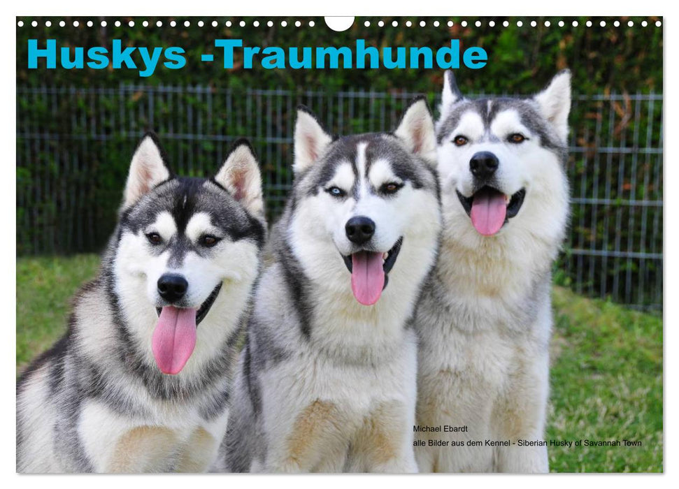 Huskys - Traumhunde (CALVENDO Wandkalender 2025)