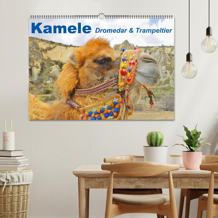 Kamele • Dromedar & Trampeltier (CALVENDO Wandkalender 2025)