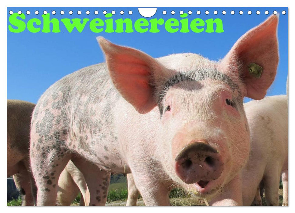 Schweinereien (CALVENDO Wandkalender 2025)