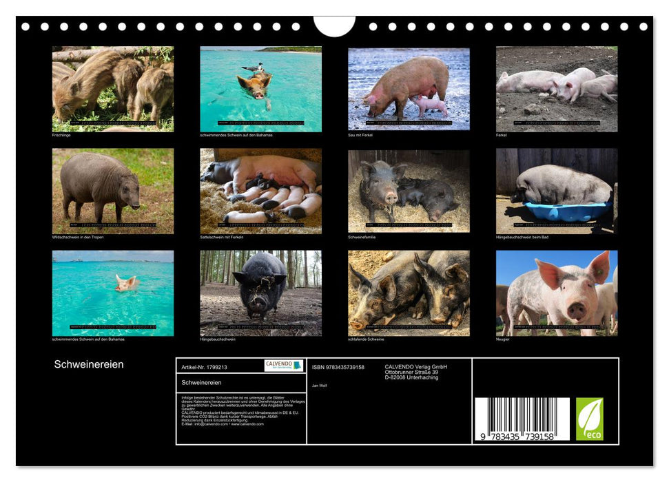 Schweinereien (CALVENDO Wandkalender 2025)