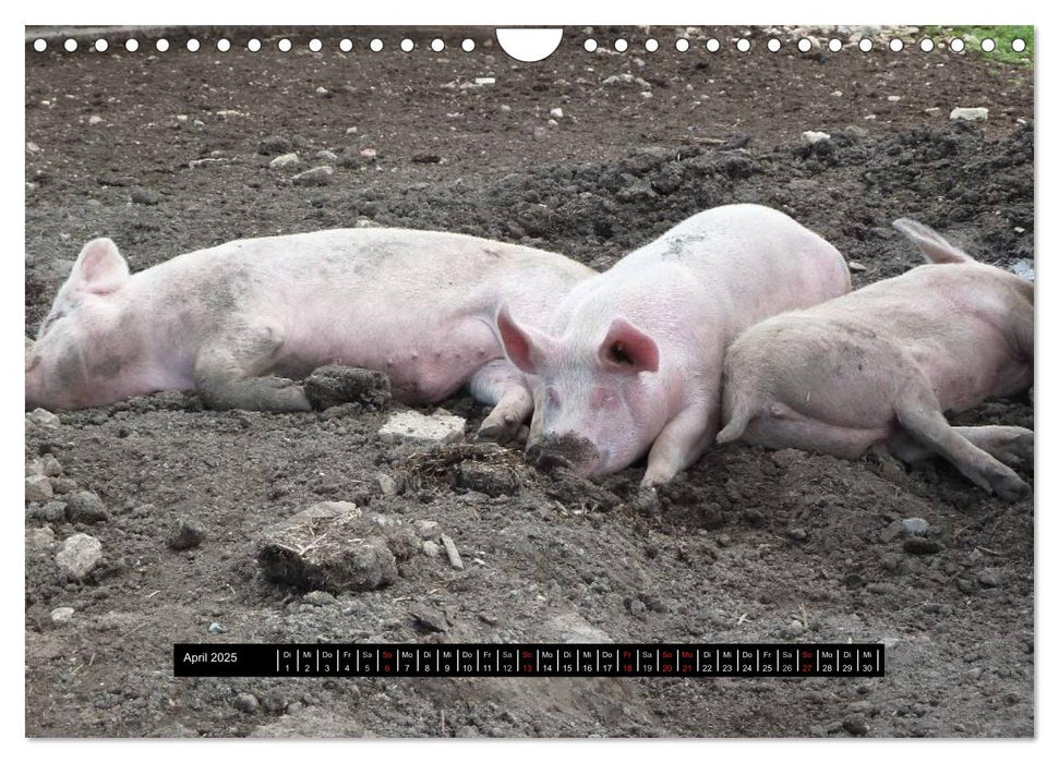 Schweinereien (CALVENDO Wandkalender 2025)