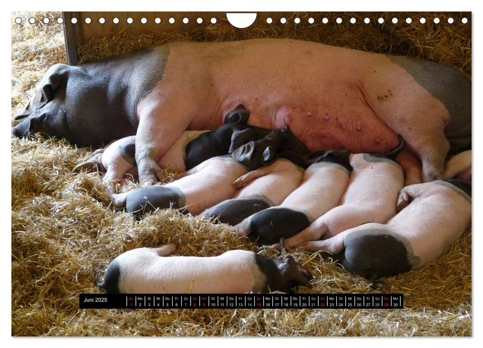 Schweinereien (CALVENDO Wandkalender 2025)