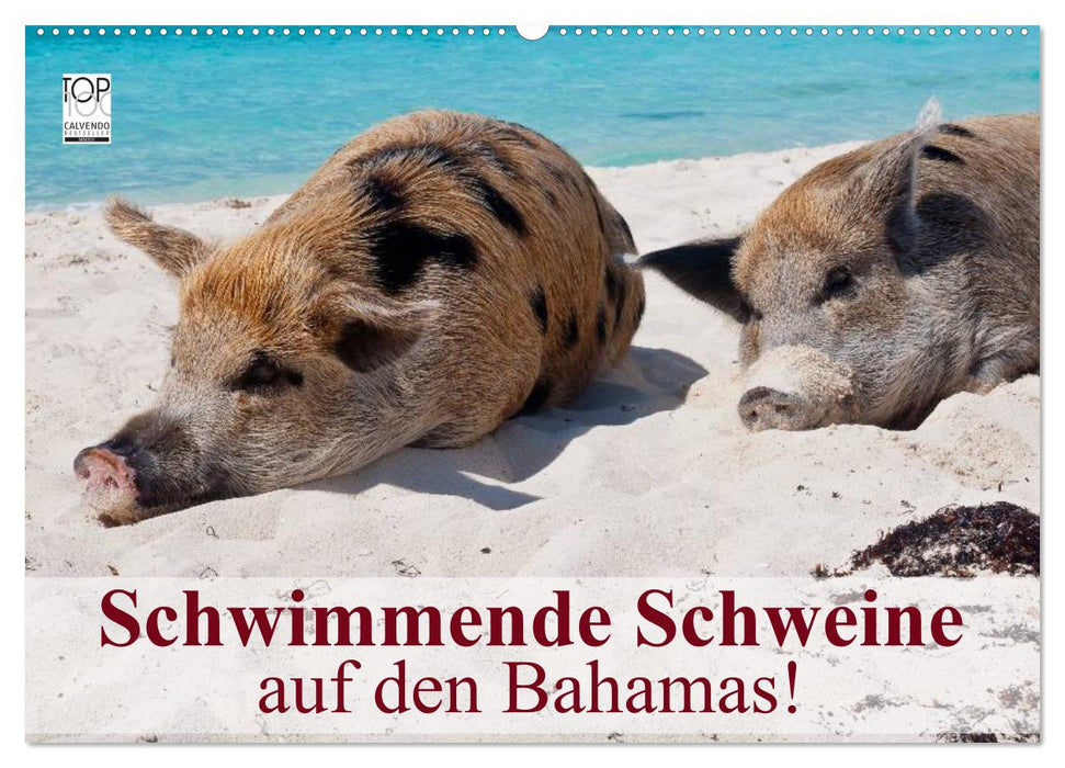 Schwimmende Schweine auf den Bahamas! (CALVENDO Wandkalender 2025)