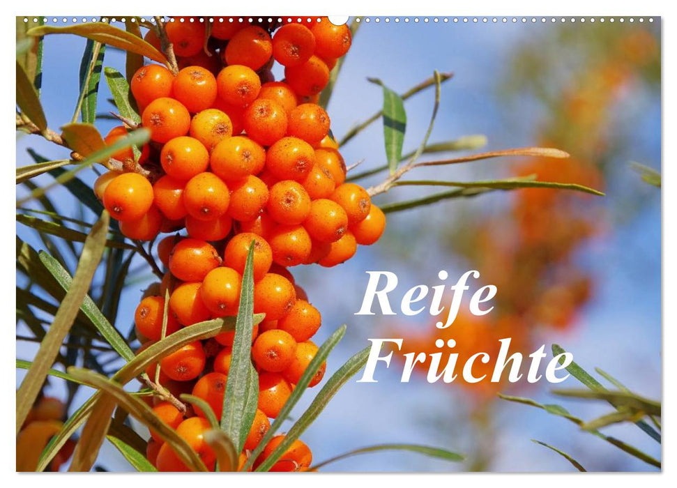 Reife Früchte (CALVENDO Wandkalender 2025)