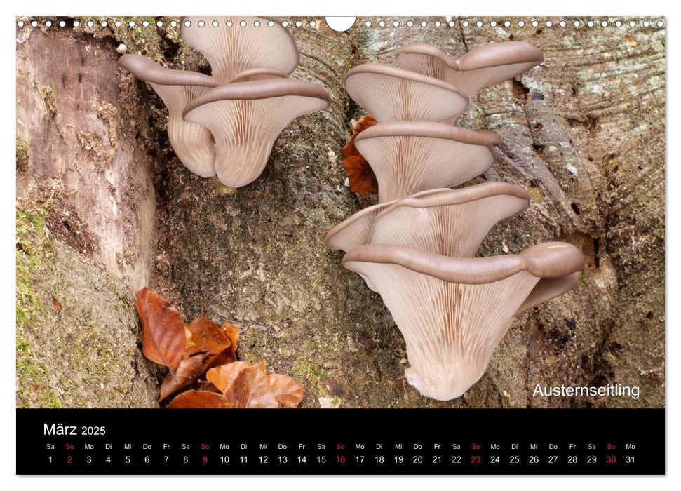 Pilzkalender (CALVENDO Wandkalender 2025)