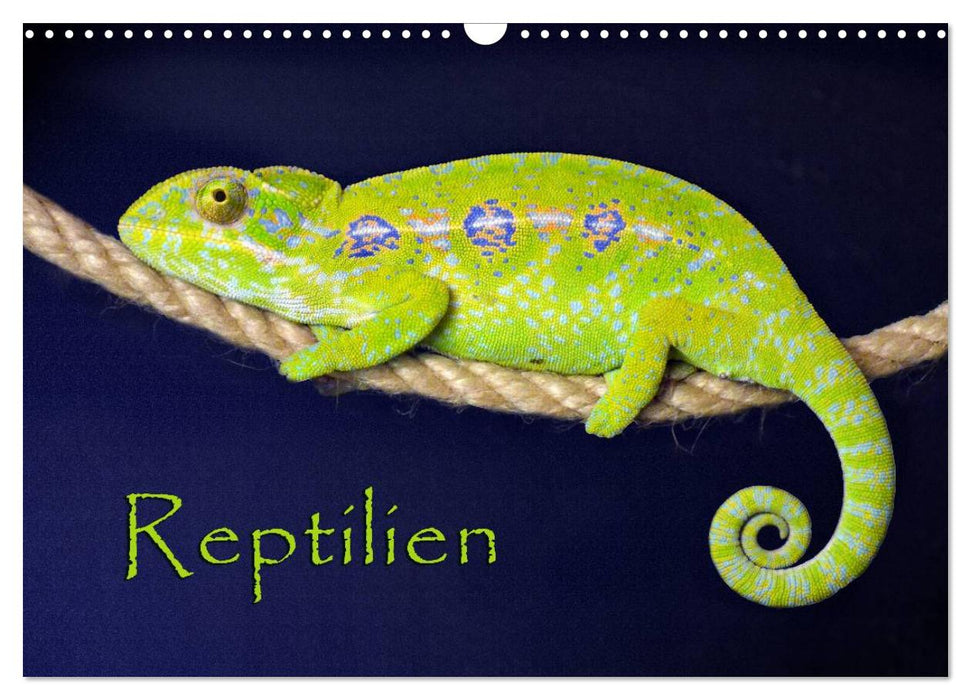 Reptilien (CALVENDO Wandkalender 2025)