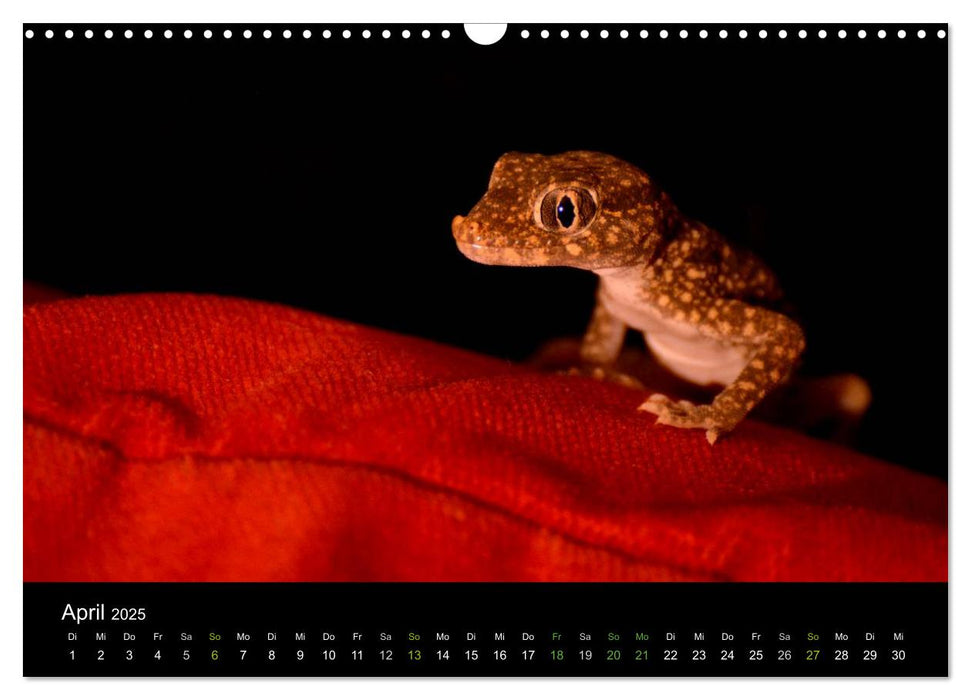 Reptilien (CALVENDO Wandkalender 2025)