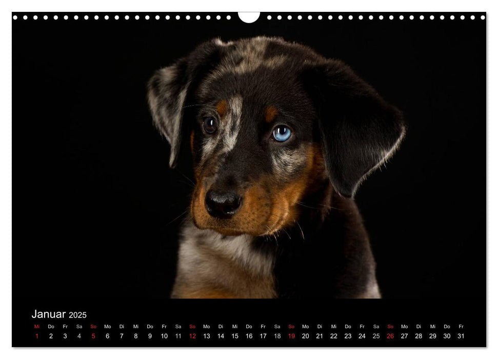 Dogs (CALVENDO Wandkalender 2025)