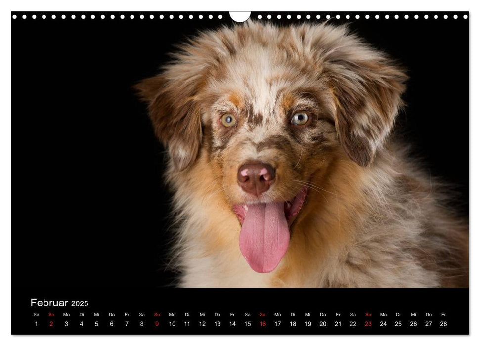 Dogs (CALVENDO Wandkalender 2025)