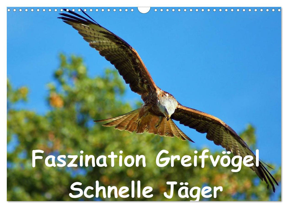 Faszination Greifvögel Schnelle Jäger (CALVENDO Wandkalender 2025)