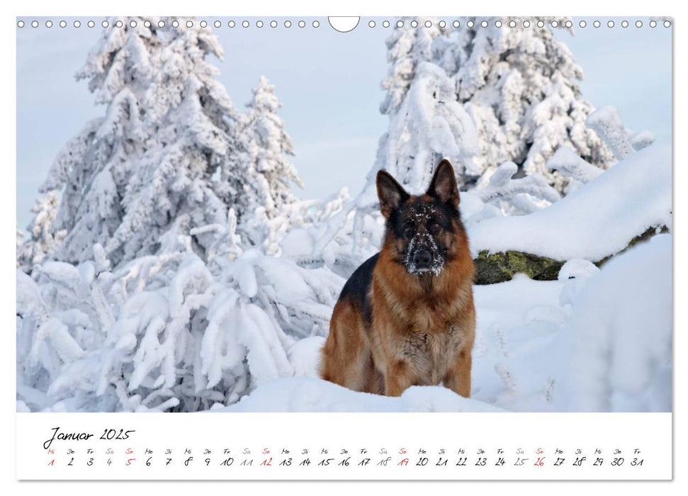 Deutscher Schäferhund / CH-Version (CALVENDO Wandkalender 2025)