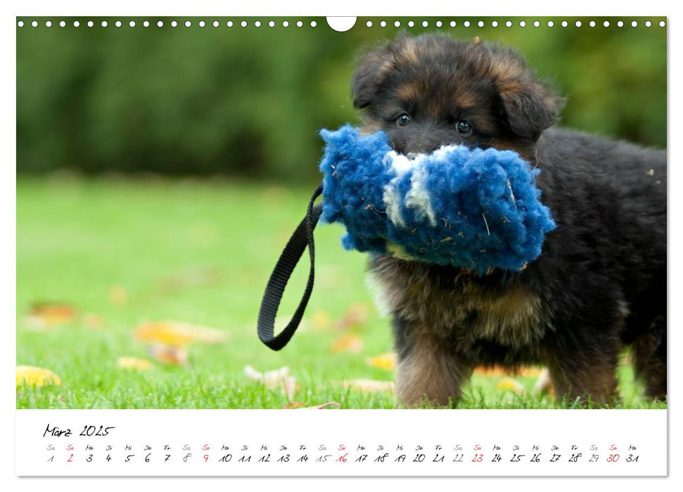 Deutscher Schäferhund / CH-Version (CALVENDO Wandkalender 2025)