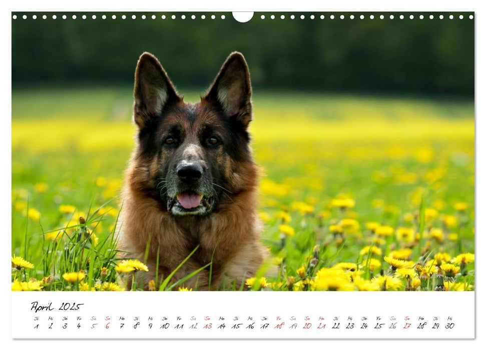 Deutscher Schäferhund / CH-Version (CALVENDO Wandkalender 2025)