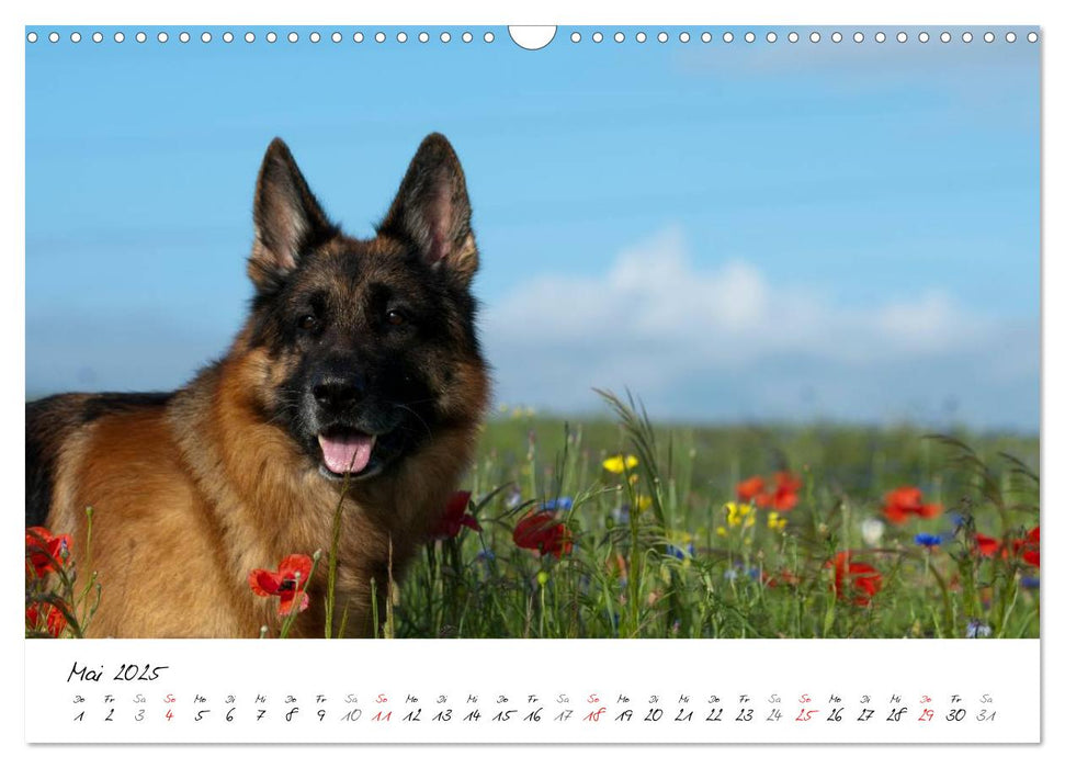 Deutscher Schäferhund / CH-Version (CALVENDO Wandkalender 2025)