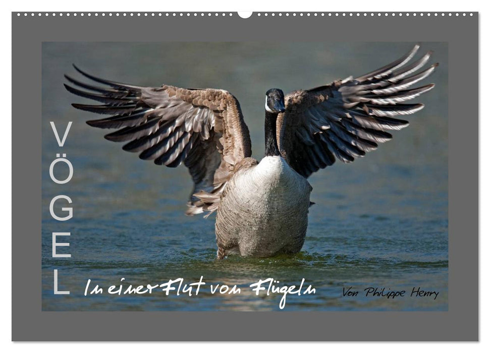 VÖGEL (CALVENDO Wandkalender 2025)