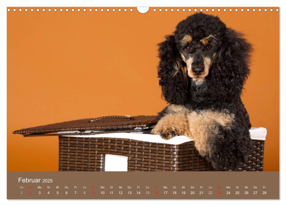 Pudel (CALVENDO Wandkalender 2025)