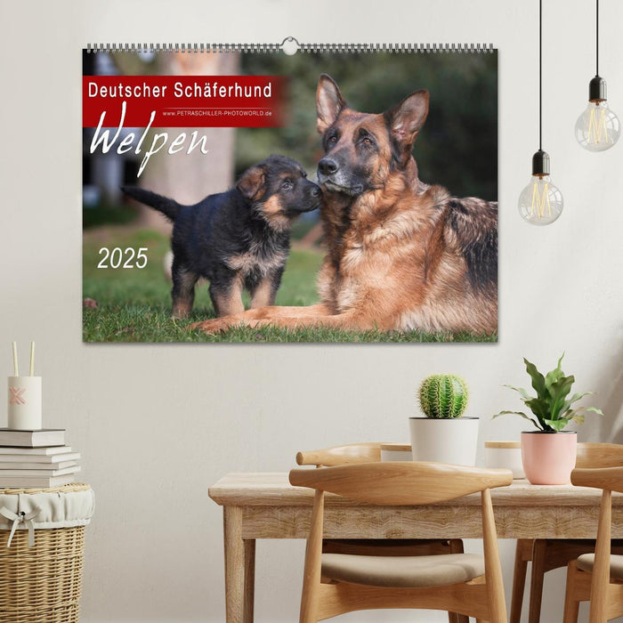 Deutscher Schäferhund - Welpen / CH-Version (CALVENDO Wandkalender 2025)