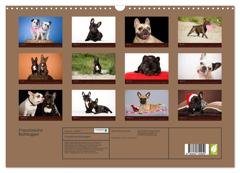 Französische Bulldoggen (CALVENDO Wandkalender 2025)