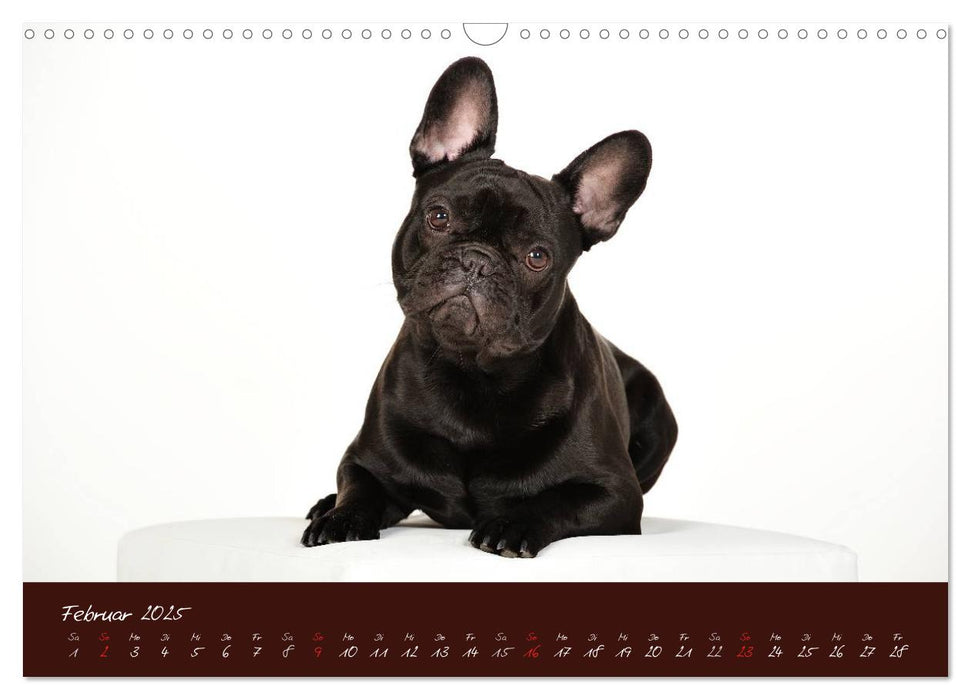 Französische Bulldoggen (CALVENDO Wandkalender 2025)