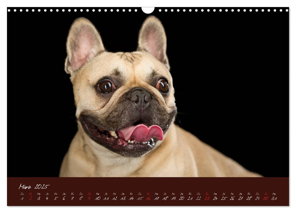 Französische Bulldoggen (CALVENDO Wandkalender 2025)