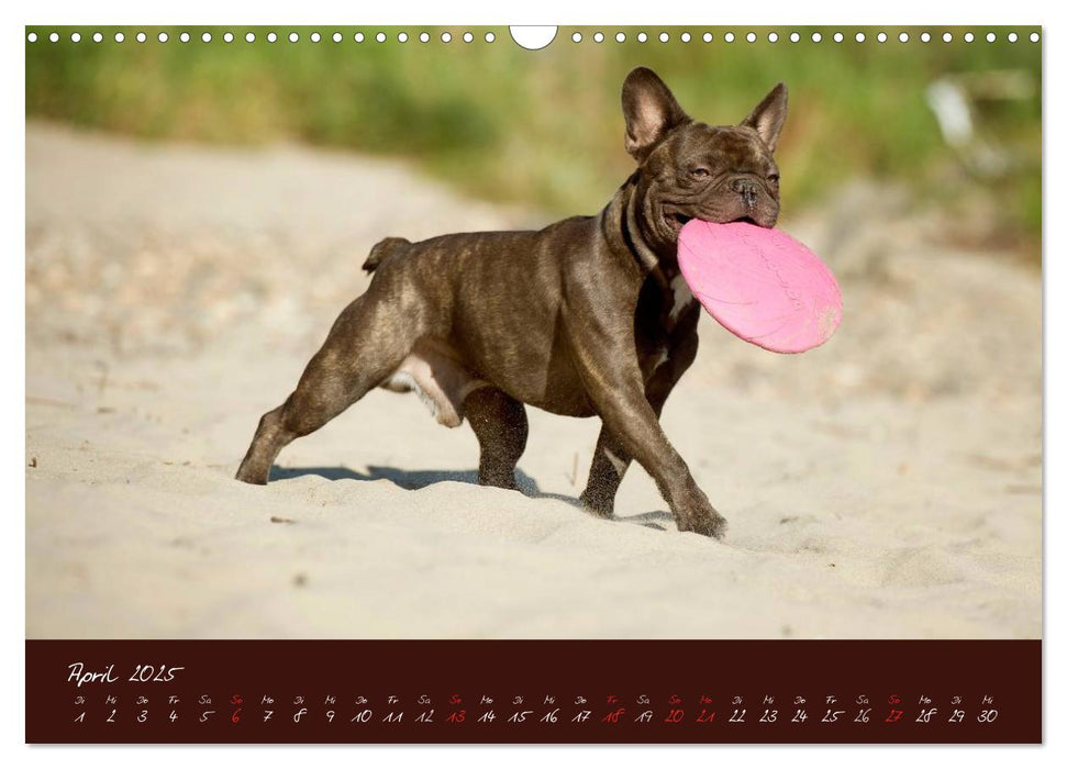 Französische Bulldoggen (CALVENDO Wandkalender 2025)