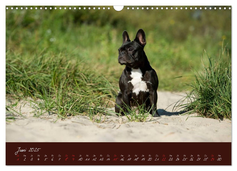 Französische Bulldoggen (CALVENDO Wandkalender 2025)