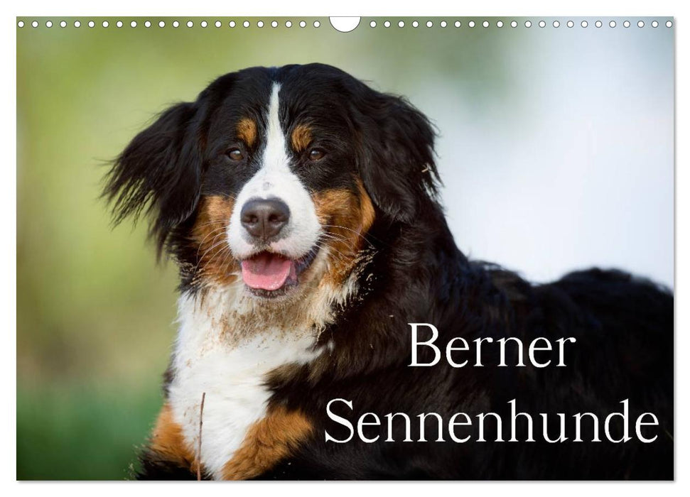 Berner Sennenhunde (CALVENDO Wandkalender 2025)