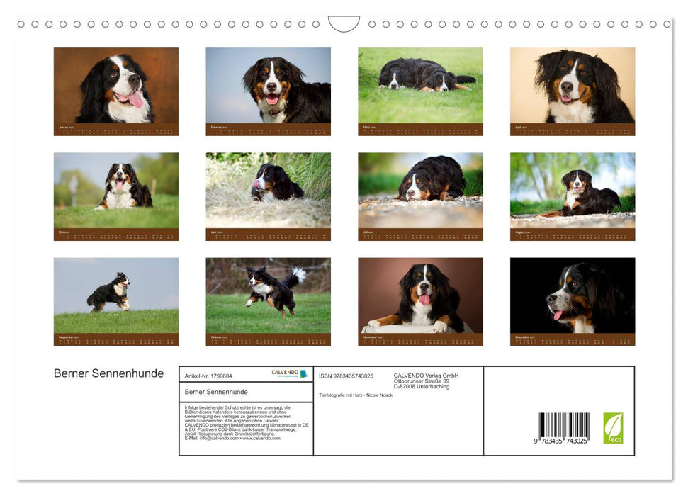 Berner Sennenhunde (CALVENDO Wandkalender 2025)