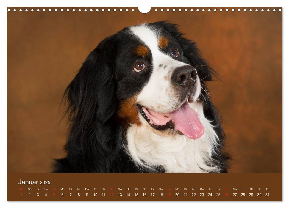 Berner Sennenhunde (CALVENDO Wandkalender 2025)