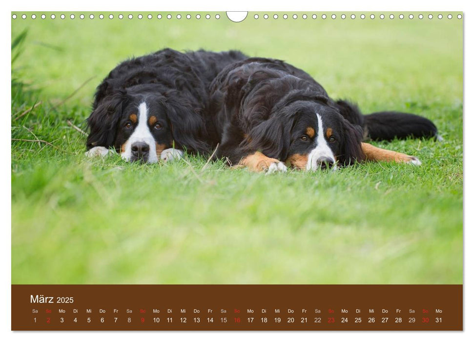 Berner Sennenhunde (CALVENDO Wandkalender 2025)