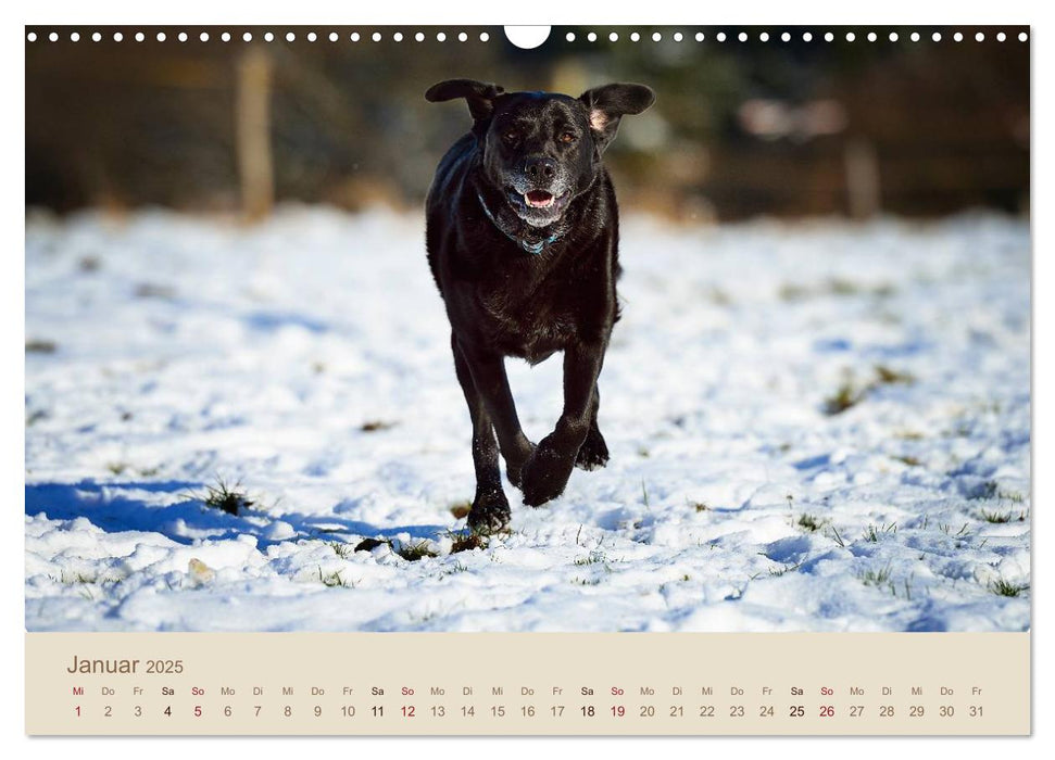 Labrador Retriever (CALVENDO Wandkalender 2025)