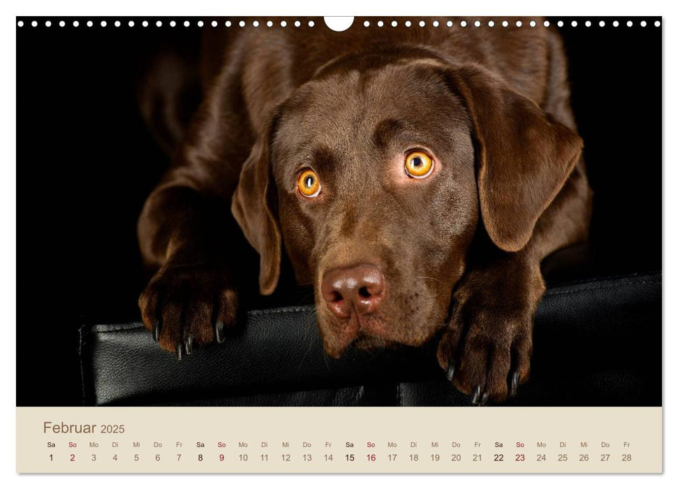 Labrador Retriever (CALVENDO Wandkalender 2025)