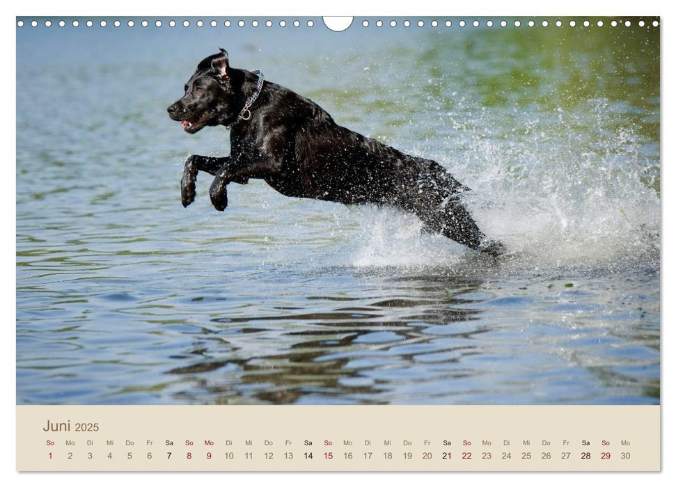 Labrador Retriever (CALVENDO Wandkalender 2025)